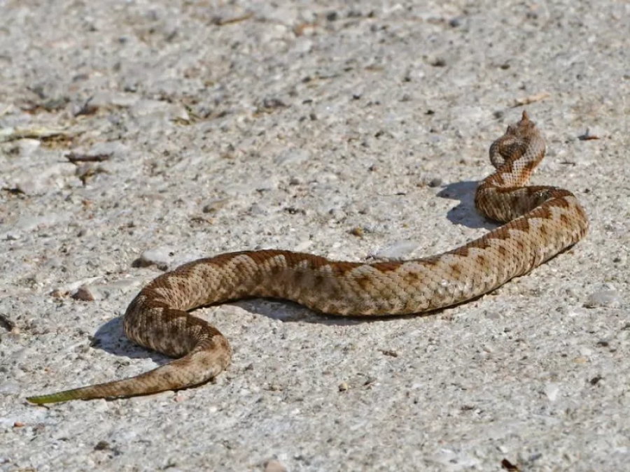 Τρομακτικό: Οχιά δάγκωσε ποδοσφαιριστή στη Λαμία!