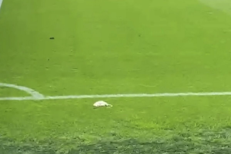 Αδιανόητο περιστατικό στη Δανία: Χούλιγκαν της Μπρόντμπι πέταξαν νεκρούς αρουραίους στο γήπεδο