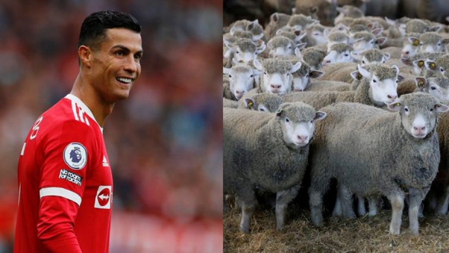 Ο Ρονάλντο αναγκάστηκε να φύγει από το νέο του σπίτι στο Μάντσεστερ λόγω… προβάτων! (video)