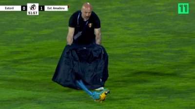 Τρομερό σκηνικό στην Πορτογαλία: Ένας παπαγάλος μακάο διέκοψε παιχνίδι και δεν το... κουνούσε από τον αγωνιστικό χώρο! (video)