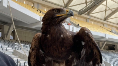 ΑΕΚ: Εκπαιδεύεται ο αετός που θα κάνει τις πτήσεις του στην «Αγιά Σοφιά – OPAP Arena»