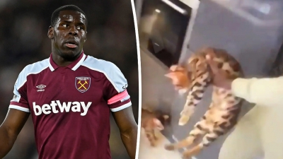 Ζουμά: Ομολόγησε την ενοχή του για την κακοποίηση της γάτας του!