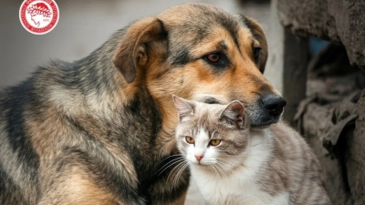 Ολυμπιακός: «Υιοθέτησε ένα αδέσποτο ζώο, σώσε μία ζωή!» (pic)