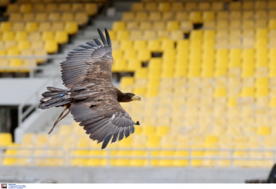 ΑΕΚ: «Με τον Αετό μας να πετά πάντα ψηλά!»