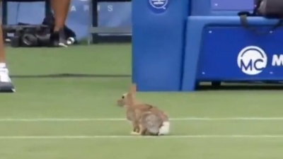Λαγός… διέκοψε αγώνα τένις! (video)